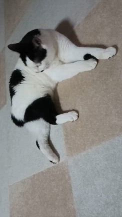 がんばれぼたん‼️24  小さなことが…の記事動画