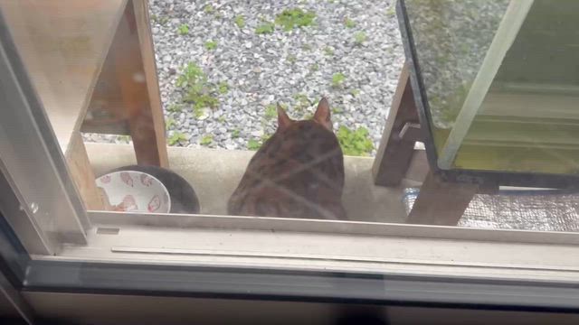 【拡散希望‼️】迷い猫⁉️飼い猫⁉️ベンガル⁉️の記事動画