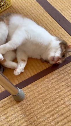 三毛猫だらけの記事動画