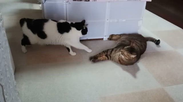 がんばれ‼️ぼたん23の記事動画