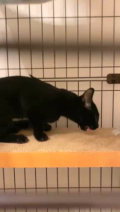 真朱（ましゅ）が入院しましたの記事動画