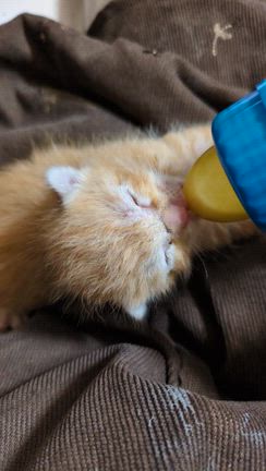 我が家に乳飲み〜がやってきた‼️2・お名前、ついたよ〜の記事動画