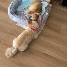犬同士の話し合いの画像