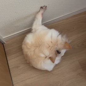 べっちの画像