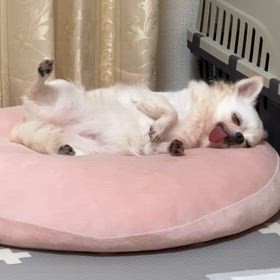べっちの画像