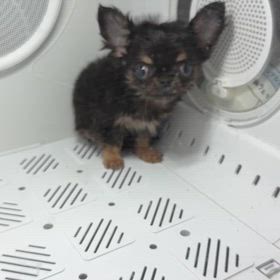 ”保護しました”の画像