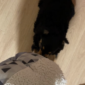 やめてくれー！の画像