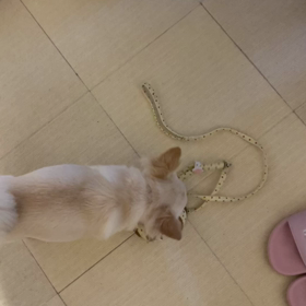 興奮_(っ'o'c)_の画像
