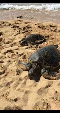 ハワイの野生動物事情 ①の記事動画