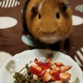 イチゴが大好きなオリーブ♡の画像