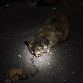 サビ猫の不審死の画像