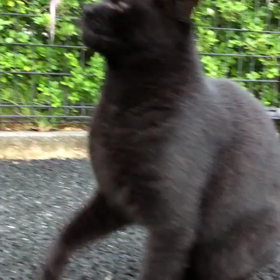 アライグマ騒動&脱走猫の捜索&クロスケの画像