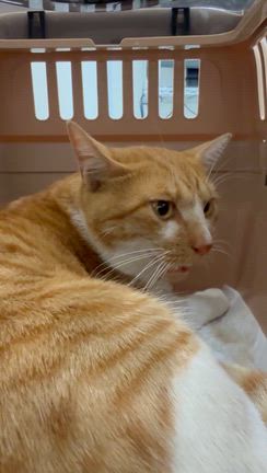 茶白の猫ちゃんを引き取りましたの記事動画