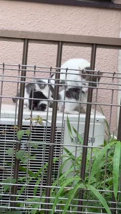 シンガプーラを引き取りました＆50匹目の子猫を保護の記事動画