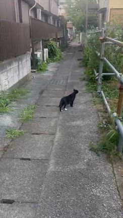間に合わなかった、、、&おばあちゃんと猫の記事動画