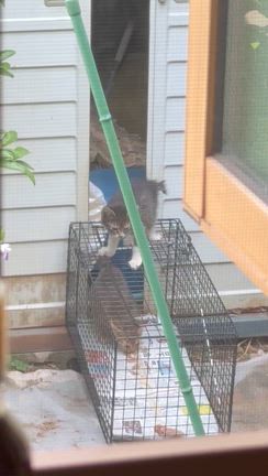 台風前の捕獲2件の記事動画