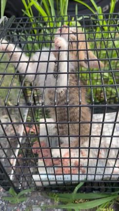 緊急で子猫を保護しましたの記事動画