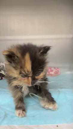 撫子＆ラグドールくんの飼い主が見つかりました❗️の記事動画