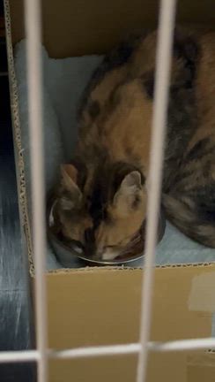 みけまるいらっしゃい&耳が溶けていた猫ちゃんの記事動画