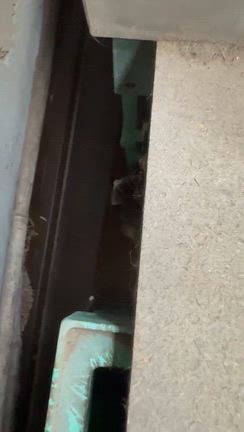茶色い猫ちゃん＆まさかの赤ニャンの記事動画