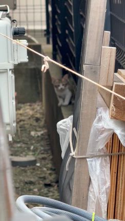 緊急で子猫を保護しましたの記事動画