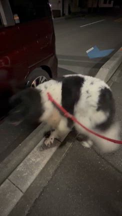 やはり妊娠、そして子猫もの記事動画