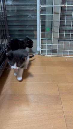 スクスクとの記事動画