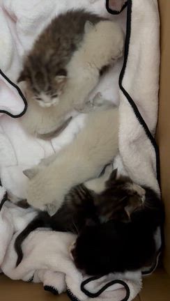 茶色い猫ちゃん＆まさかの赤ニャンの記事動画