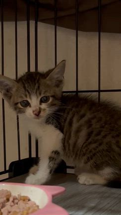 緊急で子猫を保護しましたの記事動画