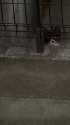 今日もいろいろの記事動画