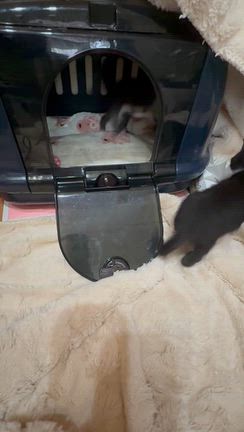 小さな子猫ばかり。。。ぱーちゃん。。。の記事動画