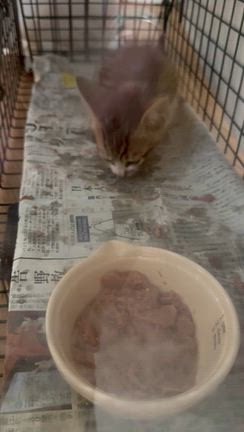 緊急で子猫を保護しましたの記事動画