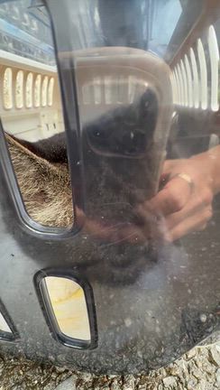 みーくん、帰ってきましたの記事動画