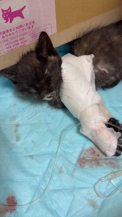 瀕死の子猫を引き取りましたの記事動画