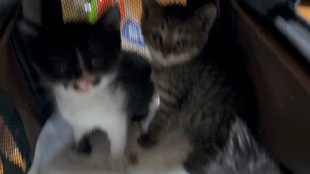 今日も緊急で子猫の引き取りの記事動画