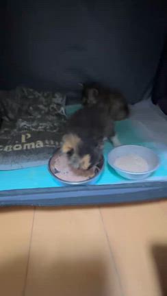 子猫子猫子猫。。。いつまで続くのか。。。の記事動画