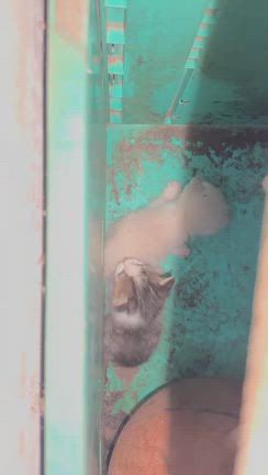 茶色い猫ちゃん＆まさかの赤ニャンの記事動画