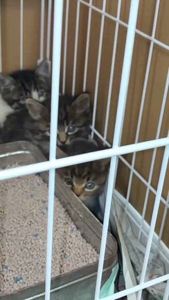 二ヶ所でTNR &子猫の保護の記事動画