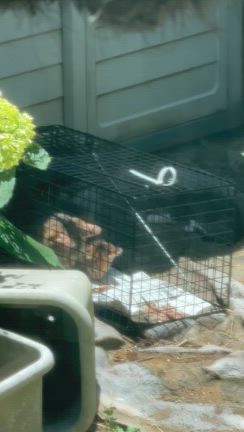 台風前の捕獲2件の記事動画