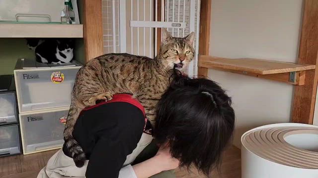 今日は譲渡会ですの記事動画