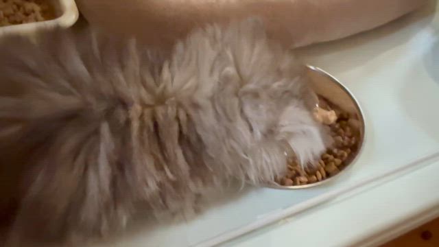 片目が塞がったかわい子ちゃんが来ましたの記事動画