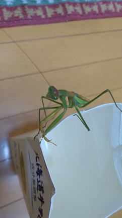 ふと見ると 動く物体が❔❗️の記事動画