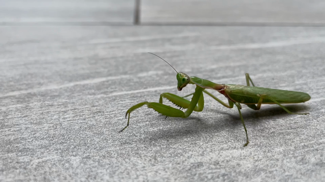 カマキリの夏の記事動画