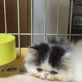 猫の画像
