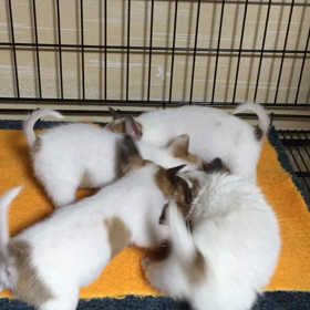 ミックス犬の画像