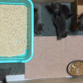 猫の画像