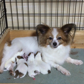 ミックス犬の画像