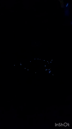 海ほたる（夜光虫）の記事動画