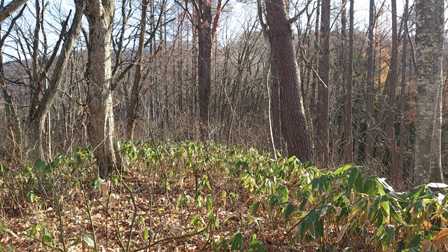 今年最後の山歩き4の記事動画