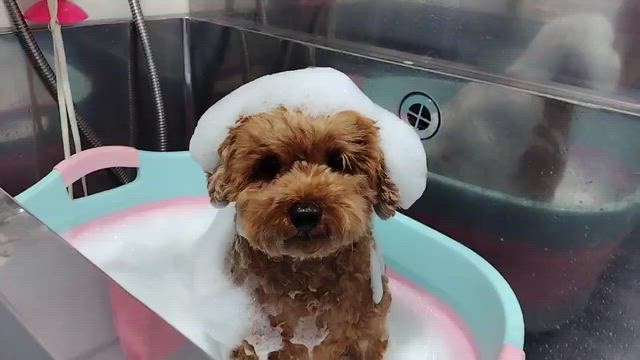 【本日のお客様】ハルくん【トイプー】の記事動画